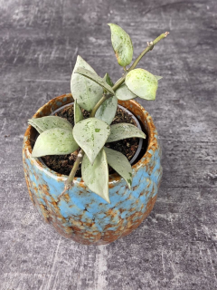 Hoya Eskymo mini